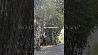 Bautiful place 🥰 Los Angeles #shorts #youtubeshorts #shortsvideo #shortsfeed