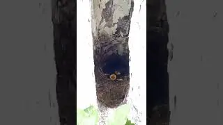 Птенцы зарянки-малиновки 