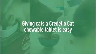 How to give Credelio Cat monthly chewable to your cat