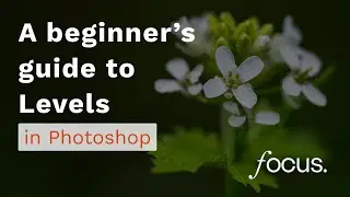 A beginner's guide to Levels in Adobe Photoshop