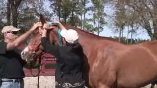 Equi-Taping a Horses' Neck