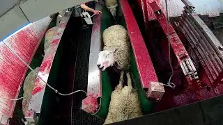 Cattle Health Care Equipment & Method is INCREDIBLE - Latest Modern Cow Farming & Milking Technology