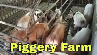 Piggery farm/Bagong linis na sila