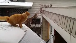 This cat can jump