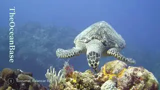 Best diving locations in Cozumel - Palancar