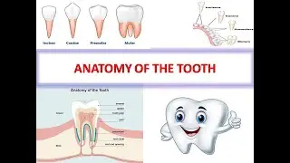 THE ANATOMY OF THE TOOTH AND PRACTICE QUESTIONS