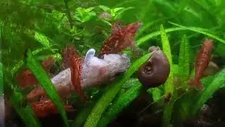 Red Cherry & Fire Red Shrimp Were Eating a dead Neon Tetra Fish (Part 2) 2 hours after Part 1