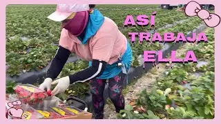 CARRITO DE FRESA CON TRES LLANTAS TODO TERRENO  Y ALGO MÁS