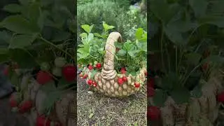 Клубничный дизайн в саду #дача #сад #garden #strawberry