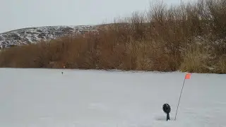 Я даже не ожидал, что будет клевать! Явно щучий день! Жерлицы горят!!!