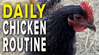 My Daily Routine at the Farm with our Cornish Cross and Egg Laying Chickens
