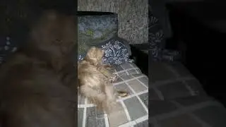 С ними покой не грозит