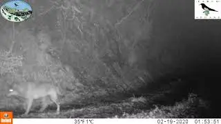 Il lupo chiama …. e il branco risponde ! A wolf is calling ... and the pack replies !