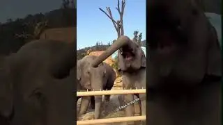 haa adorable baby elephant