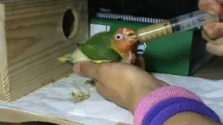 Agapornis papilleros