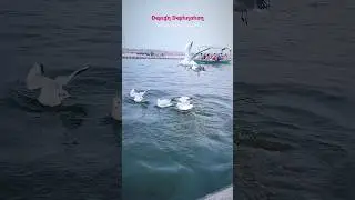#shorts #panchi #birds #ganga #yamuna #prayagraj #allahabad #youtubeshorts #designdestination