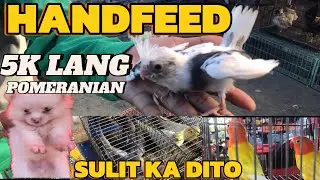 PRESYO NG MGA IBON  PUSA AT ASO SA BOCAUE SIGURADO MAY MAUUWI KA TALAGA DITO