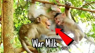 Bad teen monkey Janna try to provoke a conflict with her brother because of milk, see how the result