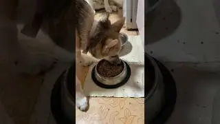 Аппетит у собачек отменный 