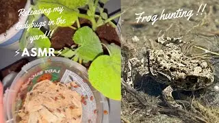 ASMR outside in the garden + frog 🐸 hunting !! ( no capturing )