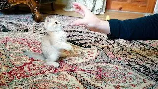 Котенок Дэя  решила показать кто в доме хозяин  стиль кунгфу Золотая шиншилла