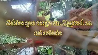 Un Quetzal en mi aviario 💪💯😎👍