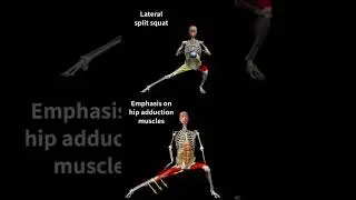 Lateral Split Squat Side lunge with emphasis on hip adduction