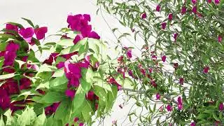 Bougainvillea Tree 3D animation in unreal engine