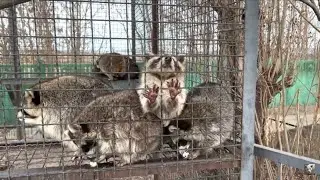 ЕНОТИКИ пушистые колобки, мимо них невозможно пройти!🤗🦝🦝🦝🐾🥚