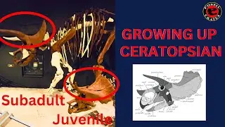 Growing Up Ceratopsian: Yoshi's Trike and Juvie Trike III