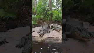 Jungle Cruise (part 4) #junglecruise #disneyworld #shorts