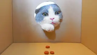What Toys Do Cats Love? #19
