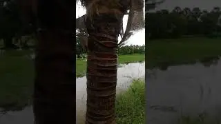 Fresh natural life after rainy water flow down