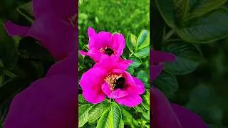 Удивительная музыка природы Amazing music ofnature #russia #stpetersburg #2024 #travel #индусвроссии