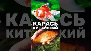 О рыбаке и рыбке: Золотая рыбка (Китайский карась). Цветной карась для пруда 