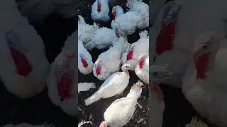 индюки #индюки