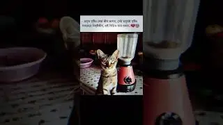 চোখে পানি ধরে রাখতে পারবেন না || cat in blender viral video || cat in blender original || mejobhai