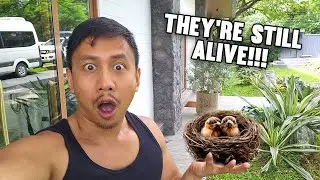 We Found A Bird Nest With Babies 🐣 | Vlog #1754
