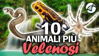 10 Most Poisonous Animals in the World 🐍