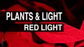 Red Light : Plants & Light #106