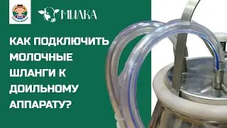 Как подключить молочные шланги к доильному аппарату? Доильный аппарат «Милка»