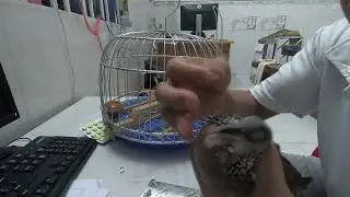 hướng dẫn chữa bệnh cu gáy khỏi 100%