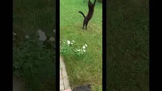 Мяу, мяу, мяу.