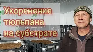Подготовка тюльпана к выгонке сезон 2022-2023