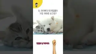 반려동물이 가장 귀여운 순간을 댓글로 남겨주세요🥰🐾