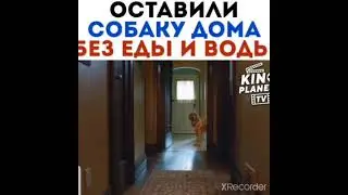 ОСТАВИЛИ СОБАКУ ДОМА БЕЗ ЕДЫ И ВОДЫ
