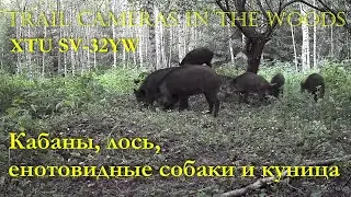 Под яблоней кабаны, лось и К°