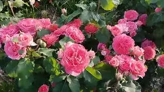 Émilien Guillot (Shrub)