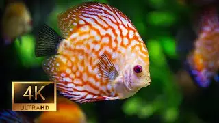 4K Underwater Coral Reef Fish | Relaxing Music for Sleep, Study & Meditation (1 Hour Ocean Video)