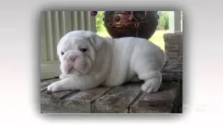 White English Bulldog Dog breed